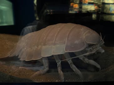 名古屋港水族館に投稿された画像（2022/8/20）