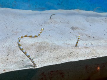 大分マリーンパレス水族館 「うみたまご」に投稿された画像（2022/8/20）