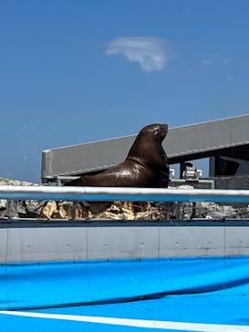 大分マリーンパレス水族館 「うみたまご」に投稿された画像（2022/8/20）