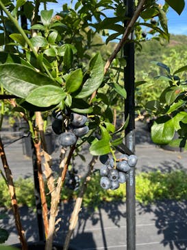 Blueberry HILLS（ブルーベリーヒルズ） あつぎに投稿された画像（2022/8/20）