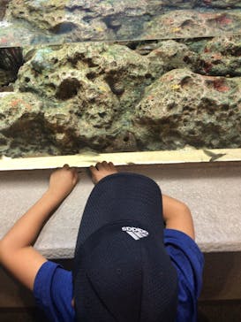 しながわ水族館に投稿された画像（2022/8/20）