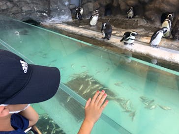 しながわ水族館に投稿された画像（2022/8/20）