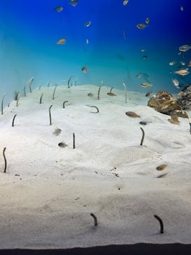アクアワールド茨城県大洗水族館に投稿された画像（2022/8/20）
