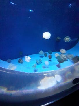 アクアワールド茨城県大洗水族館に投稿された画像（2022/8/20）