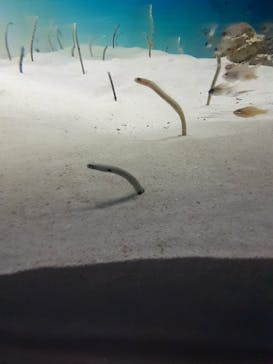 アクアワールド茨城県大洗水族館に投稿された画像（2022/8/20）