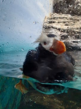 アクアワールド茨城県大洗水族館に投稿された画像（2022/8/20）