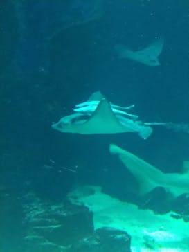 マリンワールド海の中道に投稿された画像（2022/8/20）