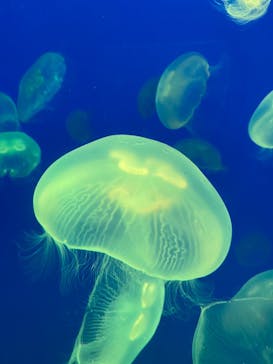 大分マリーンパレス水族館 「うみたまご」に投稿された画像（2022/8/20）