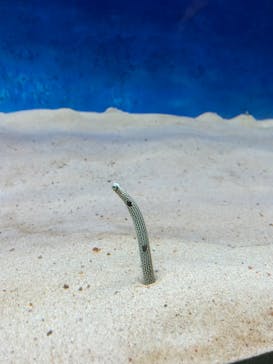 大分マリーンパレス水族館 「うみたまご」に投稿された画像（2022/8/20）