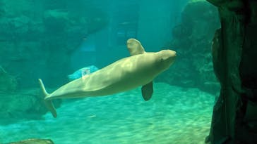 名古屋港水族館に投稿された画像（2022/8/20）