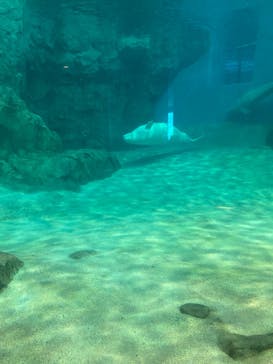 名古屋港水族館に投稿された画像（2022/8/20）