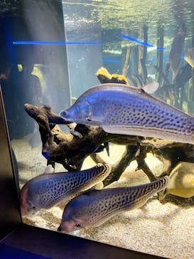 カワスイ 川崎⽔族館に投稿された画像（2022/8/20）