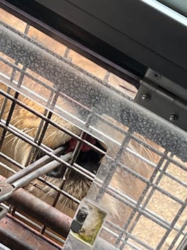 群馬サファリパークに投稿された画像（2022/8/20）