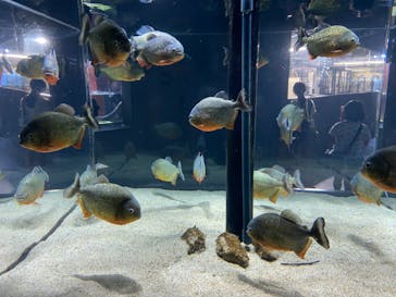 カワスイ 川崎⽔族館に投稿された画像（2022/8/20）