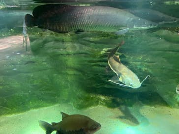 カワスイ 川崎⽔族館に投稿された画像（2022/8/20）