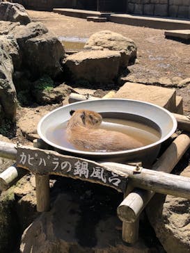伊豆シャボテン動物公園に投稿された画像（2022/8/20）
