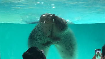 下田海中水族館に投稿された画像（2022/8/20）