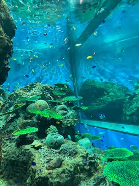 アクアワールド茨城県大洗水族館に投稿された画像（2022/8/20）