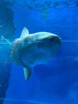アクアワールド茨城県大洗水族館に投稿された画像（2022/8/20）