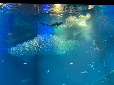 アクアワールド茨城県大洗水族館に投稿された画像（2022/8/20）