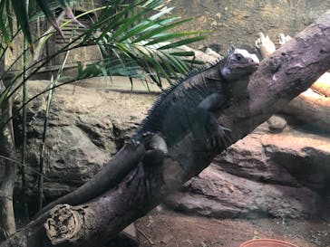 体感型動物園iZooに投稿された画像（2022/8/20）