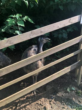 体感型動物園iZooに投稿された画像（2022/8/20）