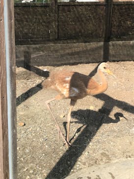 体感型動物園iZooに投稿された画像（2022/8/20）