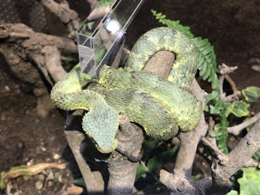 体感型動物園iZooに投稿された画像（2022/8/20）