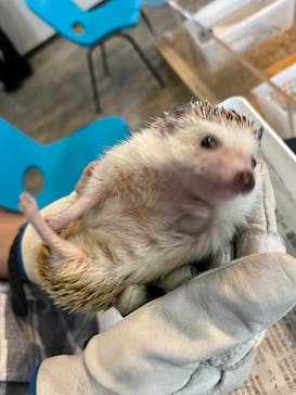 Moff animal cafe iias つくば店に投稿された画像（2022/8/20）