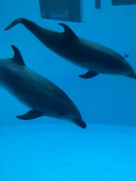 名古屋港水族館に投稿された画像（2022/8/20）