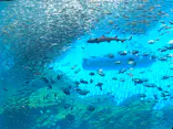 仙台うみの杜水族館に投稿された画像（2022/8/20）