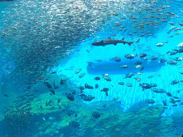 仙台うみの杜水族館に投稿された画像（2022/8/20）