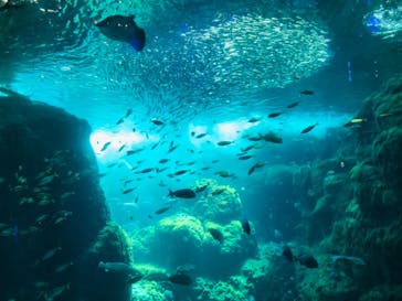 新江ノ島水族館に投稿された画像（2022/8/20）