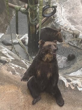 のぼりべつクマ牧場に投稿された画像（2022/8/20）