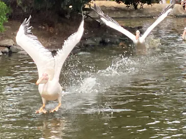 神戸どうぶつ王国に投稿された画像（2022/8/20）