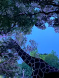 天王寺動物園に投稿された画像（2022/8/20）
