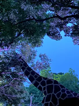 天王寺動物園に投稿された画像（2022/8/20）