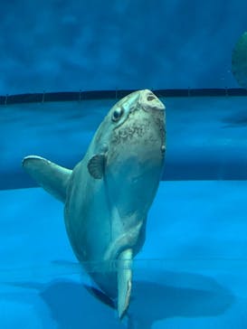 アクアワールド茨城県大洗水族館に投稿された画像（2022/8/20）