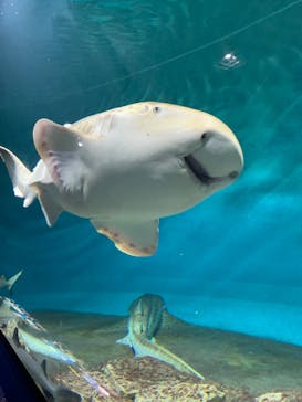 アクアワールド茨城県大洗水族館に投稿された画像（2022/8/20）