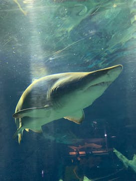 アクアワールド茨城県大洗水族館に投稿された画像（2022/8/20）