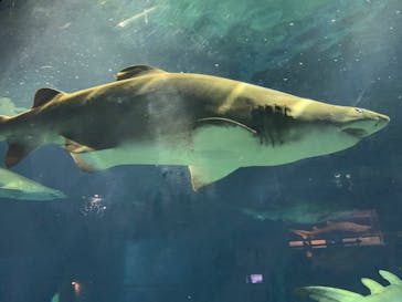 アクアワールド茨城県大洗水族館に投稿された画像（2022/8/20）