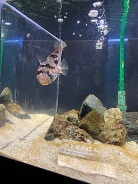 京都水族館に投稿された画像（2022/8/20）