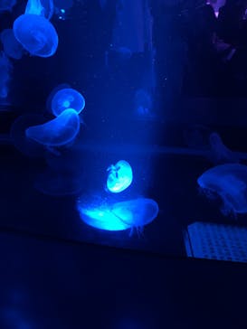 京都水族館に投稿された画像（2022/8/20）