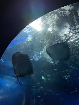 アクアワールド茨城県大洗水族館に投稿された画像（2022/8/20）