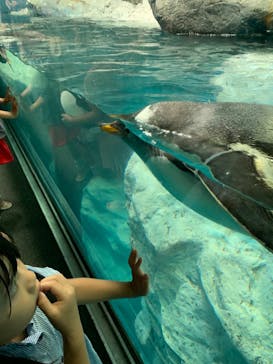 鴨川シーワールドに投稿された画像（2022/8/20）