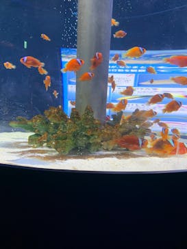 鴨川シーワールドに投稿された画像（2022/8/20）