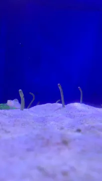 横浜・八景島シーパラダイスに投稿された画像（2022/8/20）