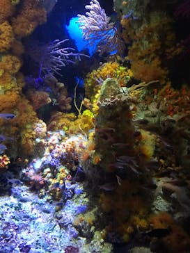 サンシャイン水族館に投稿された画像（2022/8/20）