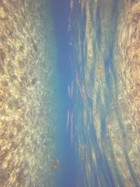 武藤潜水に投稿された画像（2022/8/21）