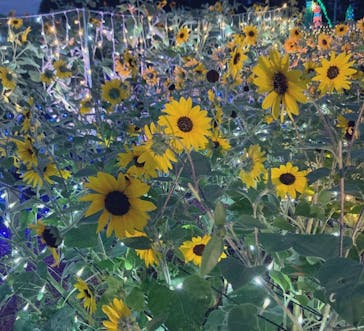 せんだい農業園芸センター　みどりの杜に投稿された画像（2022/8/21）